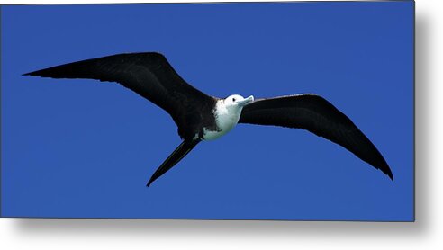 Wildlife Metal Print featuring the photograph Wildlife in Mexico #1 by Robert Grac