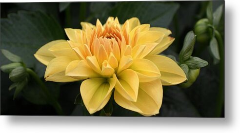 Nature Metal Print featuring the photograph A Garden Wonder by Bruce Bley