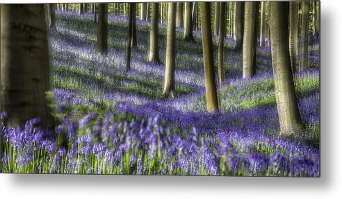 Bluebell Forest Metal Print featuring the photograph Bluebell forest color explosion by Dirk Ercken