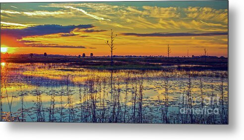 Bird Metal Print featuring the photograph Florida Nature Paradise by DB Hayes