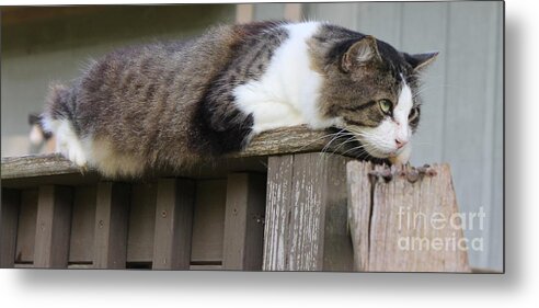 Cats Metal Print featuring the photograph Fraidy-Cat by Leon Burns