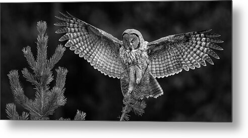 Great Gray Owl Metal Print featuring the photograph Great Gray Owl Black and White by Max Waugh