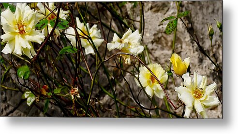 Roses Metal Print featuring the photograph In opposite corners. by Elena Perelman
