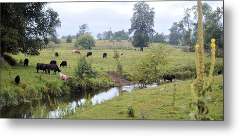 Cattle Metal Print featuring the photograph Morning On Coldwater by Bonfire Photography