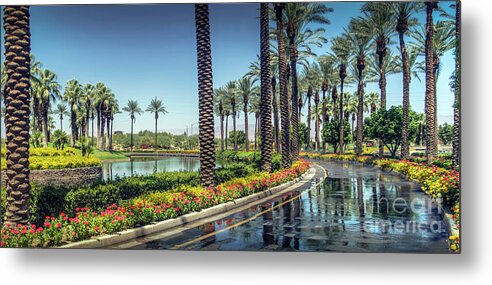 Palm Desert Metal Print featuring the photograph Palm Tree Lined Drive by David Zanzinger