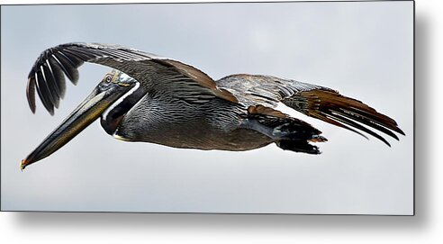 Pelican Metal Print featuring the photograph Pelican in Flight by WAZgriffin Digital