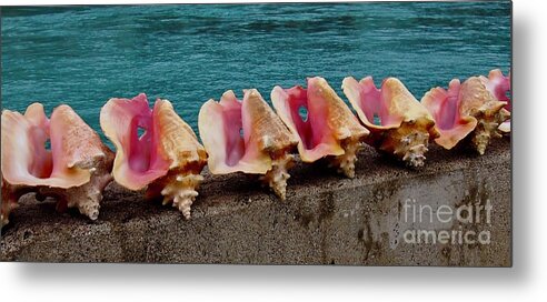 Shell Metal Print featuring the photograph Queen Conch by Joseph Mora