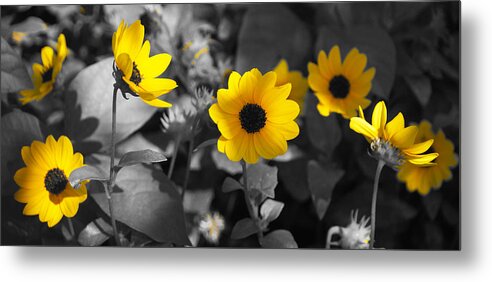 Flowers Metal Print featuring the photograph Shaded Daisies by Lawrence S Richardson Jr