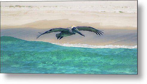 Florida Pelican Metal Print featuring the photograph Skimming The Shore by Debra Forand
