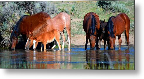 Wild Horses Metal Print featuring the photograph Summer and the Living Is Easy by Jeanne Bencich-Nations