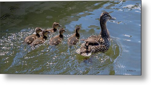 2d Metal Print featuring the photograph Swimming Lessons by Brian Wallace