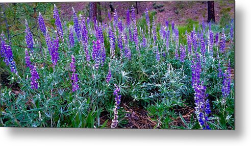 Lupines Metal Print featuring the photograph The Lupine Convention by Jennifer Lake