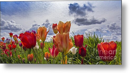 Tulips Metal Print featuring the photograph Touch the Sky by Sonya Lang