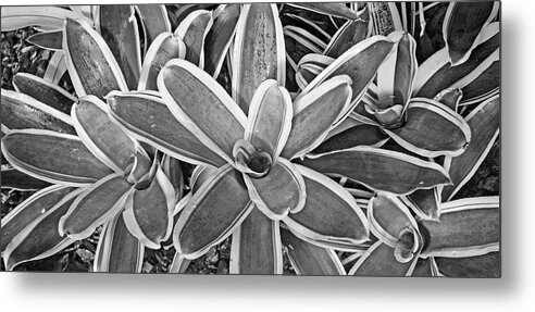 Variegated Vase Plant Metal Print featuring the photograph Variegated Vase Plant No. 2-2 by Sandy Taylor
