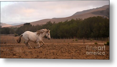 Rtf Ranch Metal Print featuring the photograph White Mare Gallops #1 - Panoramic Brighter by Heather Kirk