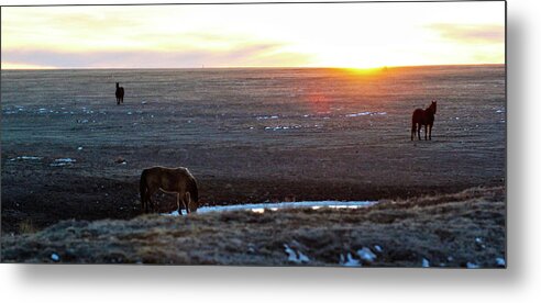 New Mexico Metal Print featuring the photograph Wild Horses by Chris Multop