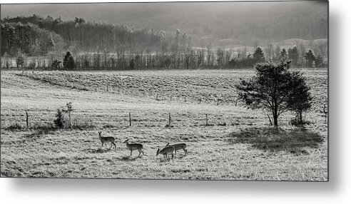 Winter Metal Print featuring the photograph Winter Morning Moment by Randall Evans