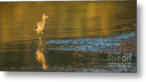 Nature Metal Print featuring the photograph Wood sandpiper at sunset by Jivko Nakev