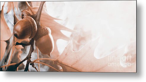 Acorn Metal Print featuring the photograph Autumn leaves and acorn background by Jelena Jovanovic