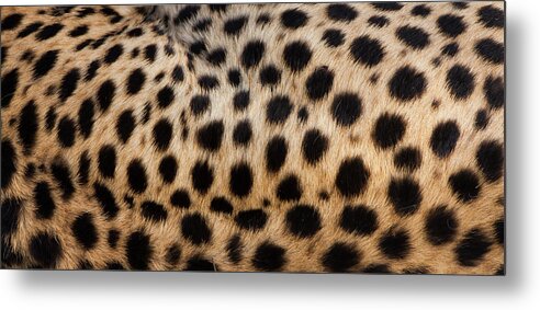 Vertebrate Metal Print featuring the photograph Close-up Of Cheetah Spots On The by Mint Images - Art Wolfe