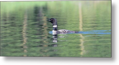 Loon Metal Print featuring the photograph Common Loon 6 by Gordon Semmens