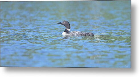 Loon On The Water Metal Print featuring the photograph Common Loon 7 by Gordon Semmens