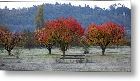 Panoramic Metal Print featuring the photograph Fruit Trees In Fall by Thelinke