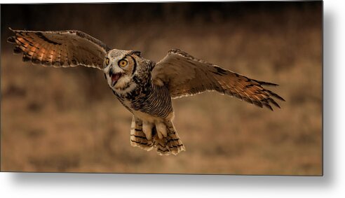 Raptor Metal Print featuring the photograph Great Horned Owl by Susan Breau