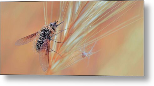 Nature Metal Print featuring the photograph Morning And Dew ... by Thierry Dufour