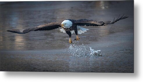 Eagle Metal Print featuring the photograph Splish Splash by Laura Hedien