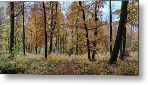 Autumn Colors Metal Print featuring the photograph Autumn in the Forest #6 by Robert Grac
