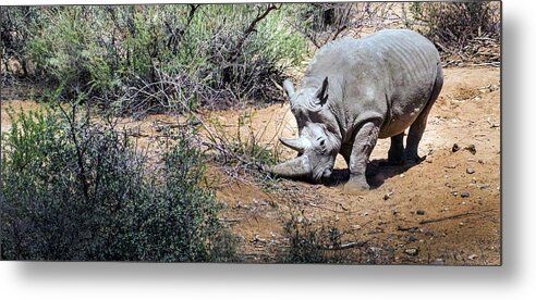 Wildlife Metal Print featuring the photograph Brave Warrior by Laura Putman