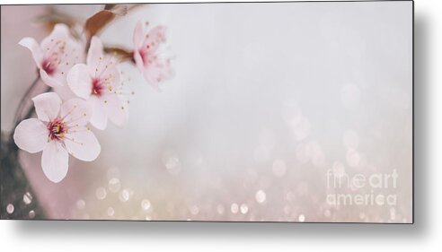 Blossom Metal Print featuring the photograph Closeup of cherry blossom flower on bokeh pastel background. Mac by Jelena Jovanovic