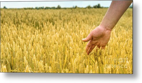 Wheat Metal Print featuring the photograph Closeup of farmer's hand over wheat by Jelena Jovanovic