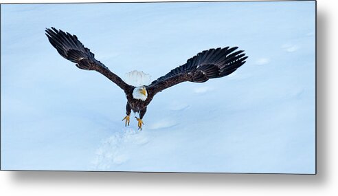 Eagle Metal Print featuring the photograph Missed Chances by Kevin Dietrich
