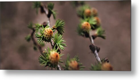 Tree Metal Print featuring the photograph Pine cones by M Fotograaf