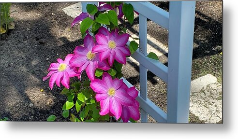 Clematis Flower Metal Print featuring the photograph Pink Champagne Clematis by Stacie Siemsen