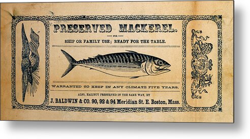 Preserved Mackeral Metal Print featuring the mixed media Preserved Mackerel by Richard Reeve
