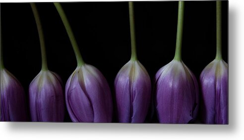 Floral Metal Print featuring the photograph Tulip 1116 2V by Julie Powell