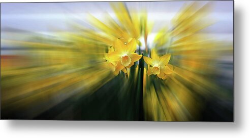 Daffodils Metal Print featuring the photograph Two Hearts Spreading Light by Wayne King