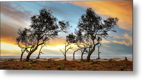 Clouds Metal Print featuring the photograph Windswept Trees on Jekyll Island by Debra and Dave Vanderlaan