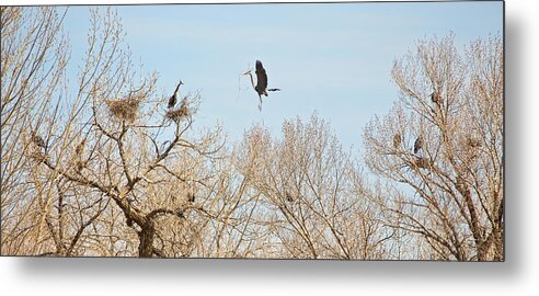 Great Blue Heron Metal Print featuring the photograph Great Blue Heron Nest Building 3 #1 by James BO Insogna