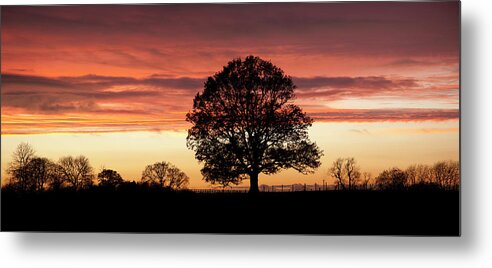 Tranquility Metal Print featuring the photograph Oak Tree Viewed Against Sunset #1 by Travelpix Ltd