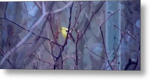 Goldfinch Metal Print featuring the photograph Goldfinch in the Woods 2 by Henry Kowalski