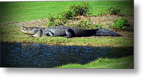 Alligator Metal Print featuring the photograph Golf Course Gator by Cynthia Guinn