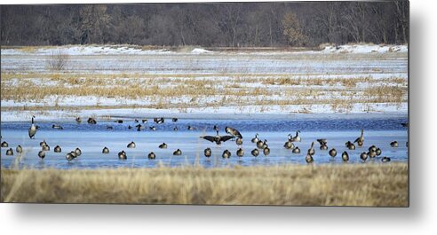 Capades Metal Print featuring the photograph Ice Capades by Bonfire Photography
