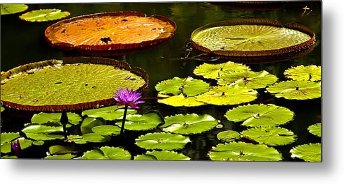 Lily Pads Metal Print featuring the photograph Lily Pads by Craig Watanabe