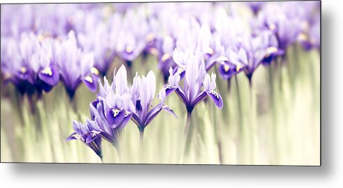 Iris Metal Print featuring the photograph Spring March by Rebecca Cozart