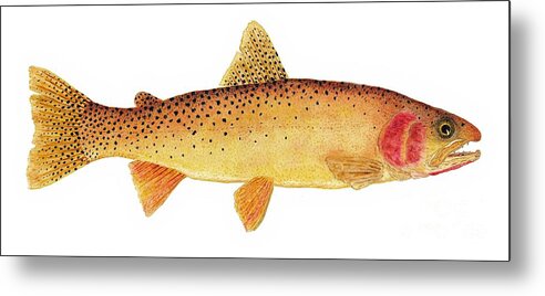 Yellowstone Metal Print featuring the painting Study of a Yellowstone Cutthroat Trout by Thom Glace