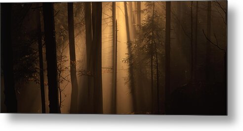 Nature Metal Print featuring the photograph Misty autumn forest by Ulrich Kunst And Bettina Scheidulin